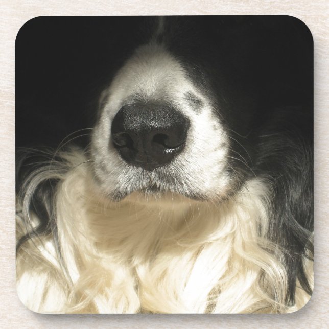 Dog's nose close up coaster (Front)