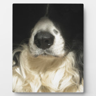 Dog's nose close up plaque