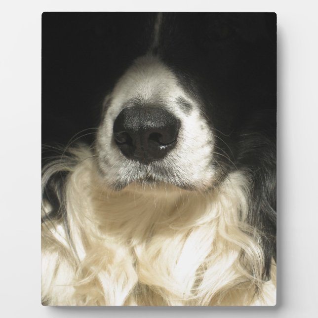 Dog's nose close up plaque (Front)
