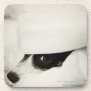 Dog's Nose Sticking Out From Bedding Coaster