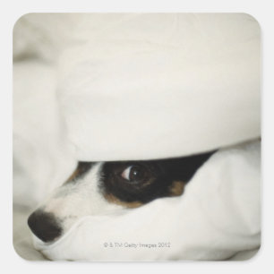 Dog's Nose Sticking Out From Bedding Square Sticker