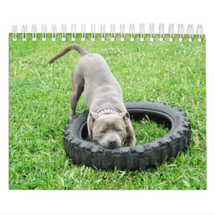 Dogs Of Different Breeds 2019, Calendar