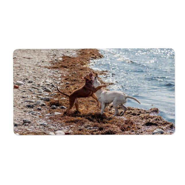 Dogs on beach (Front)
