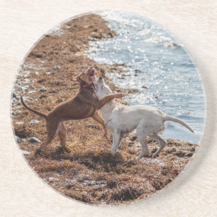 Dogs on beach coaster