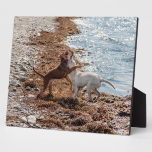 Dogs on beach plaque