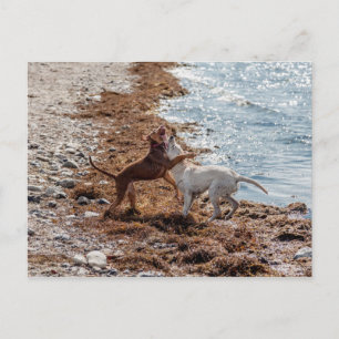 Dogs on beach postcard