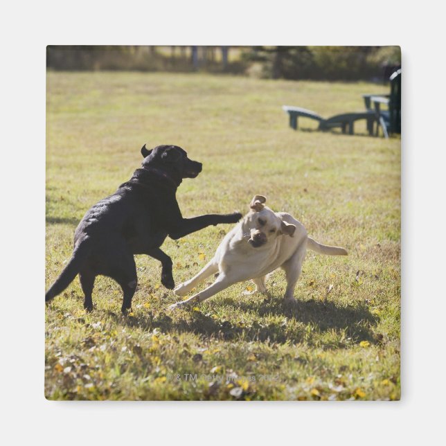 Dogs playing magnet (Front)