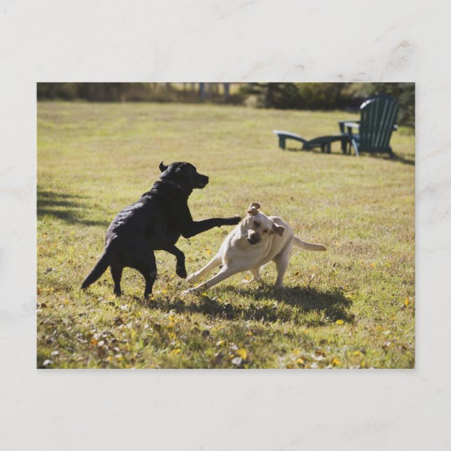 Dogs playing postcard (Front)