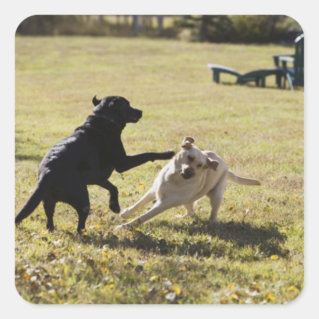Dogs playing square sticker (Front)