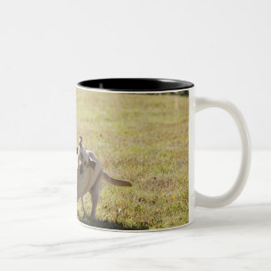 Dogs playing Two-Tone coffee mug