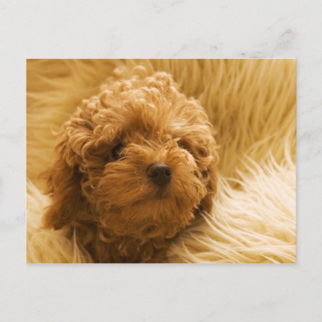 Dogs Postcard (Front)