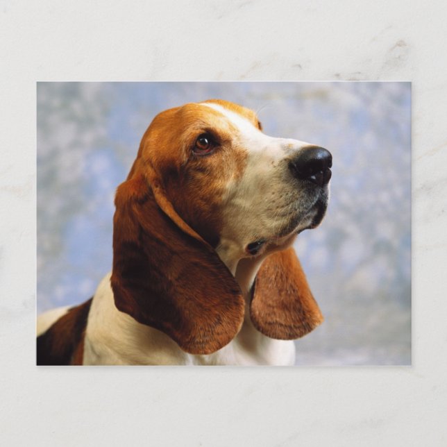 Dogs Postcard (Front)