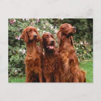 Dogs Postcard