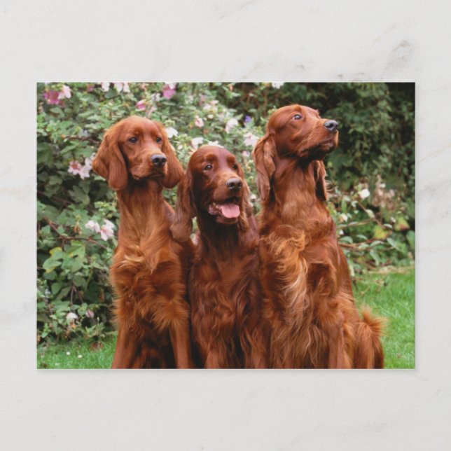 Dogs Postcard (Front)