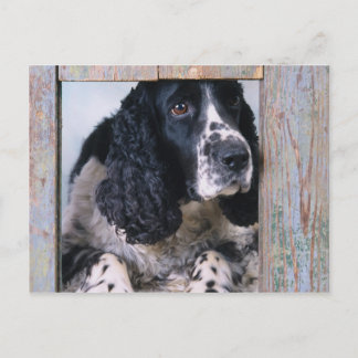 Dogs Postcard