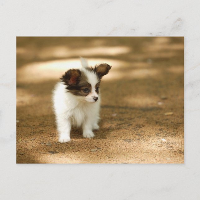 Dogs Postcard (Front)