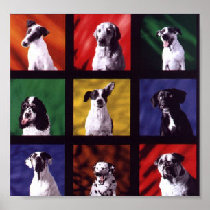 Dogs Poster
