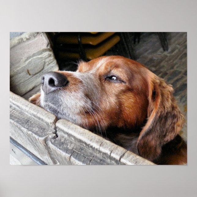 DOGS POSTER (Front)