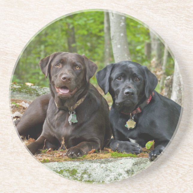 Dogs Puppies Black Lab Chocolate Labrador Retrieve Coaster (Front)