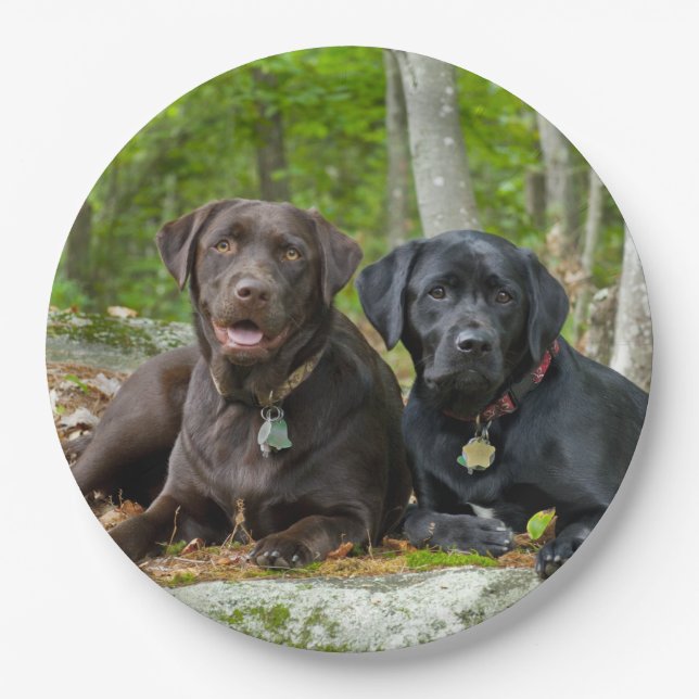 Dogs Puppies Black Lab Chocolate Labrador Retrieve Paper Plate (Front)