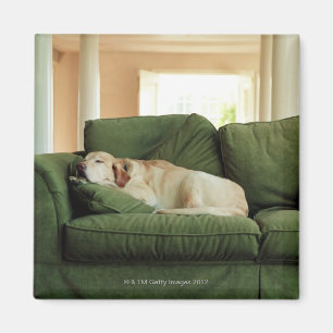Dogs sleeping on sofa magnet