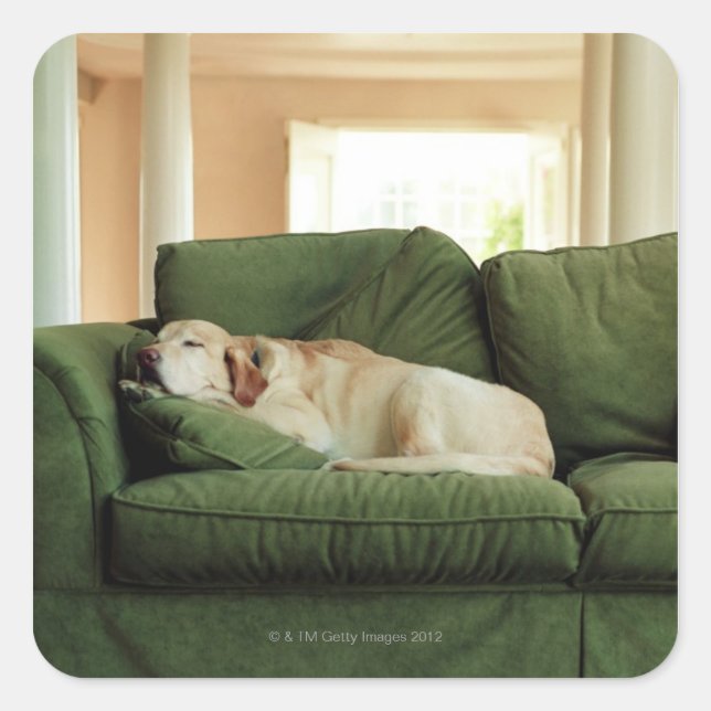 Dogs sleeping on sofa square sticker (Front)