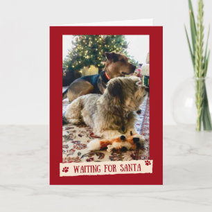 Dogs Waiting for Santa Cute Christmas Card
