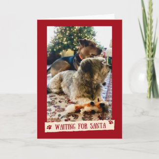 Dogs Waiting for Santa Cute Christmas Card