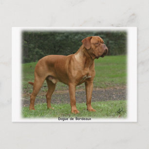Dogue de Bordeaux 9Y201D-159 Postcard