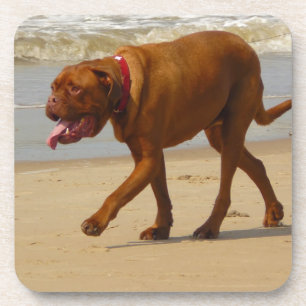 dogue de bordeaux coaster