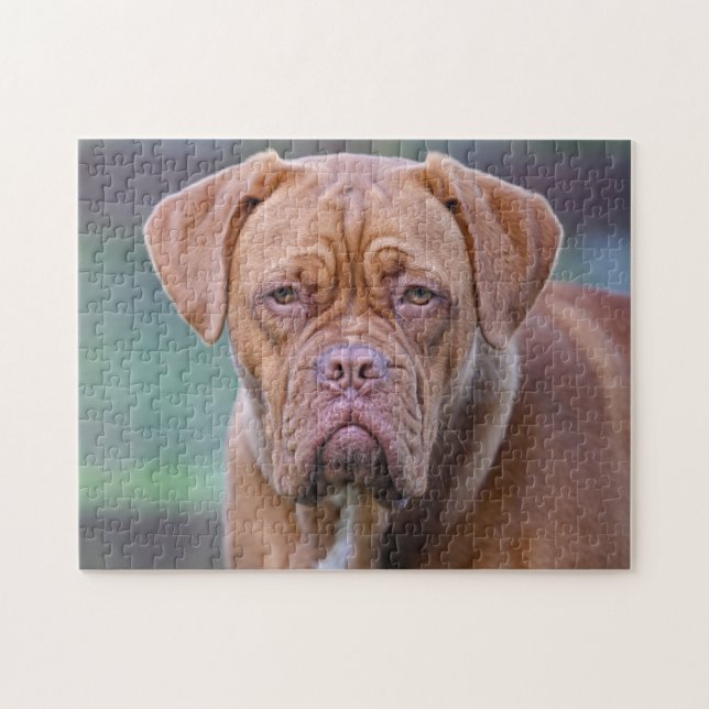 Dogue de Bordeaux dog portrait Jigsaw Puzzle (Horizontal)