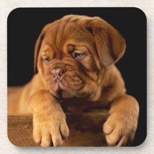 Dogue de Bordeaux - French Mastiff Puppy Dog Coaster