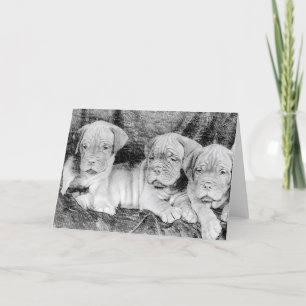 Dogue de bordeaux greeting card