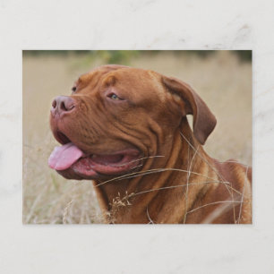 Dogue de Bordeaux Postcard