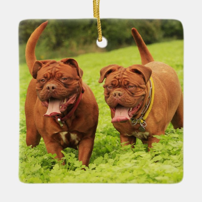 Dogue De Bordeaux Puppy Dogs in the grass Ceramic Ornament (Front)