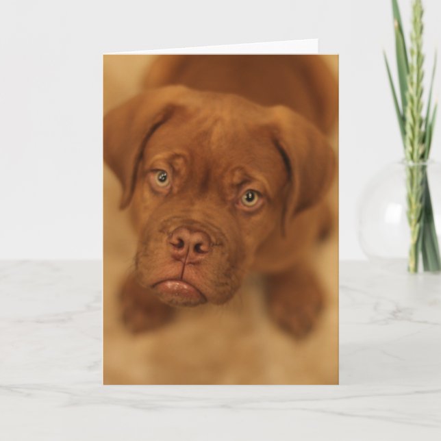 dogue de bordeaux puppy mastiff card (Front)
