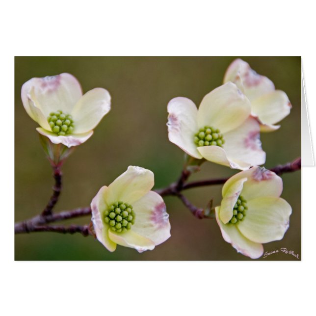 Dogwood (Front Horizontal)