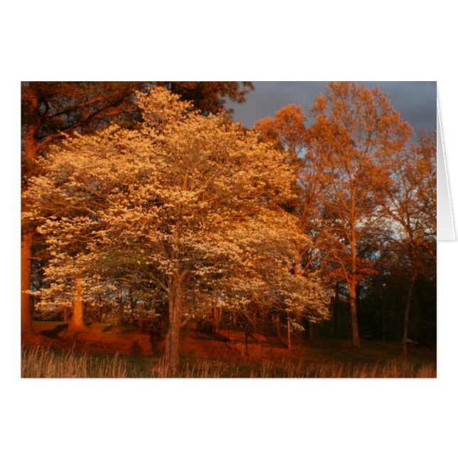 dogwood2 (Front Horizontal)