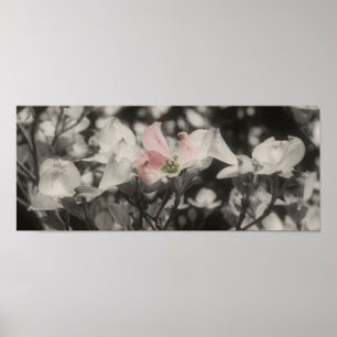 Dogwood Black White Partial Colour Flower Poster