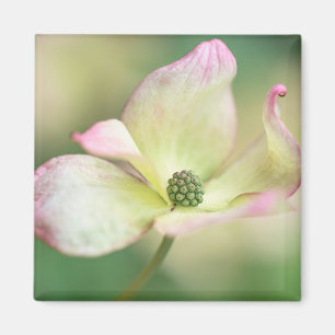 Dogwood Blossom Cornus Kousa 'Miss Satomi' Magnet