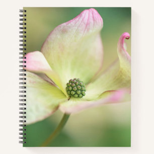 Dogwood Blossom Cornus Kousa 'Miss Satomi' Notebook