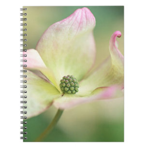 Dogwood Blossom Cornus Kousa 'Miss Satomi' Notebook