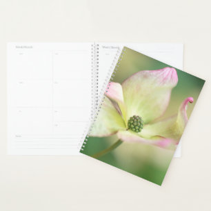 Dogwood Blossom Cornus Kousa 'Miss Satomi' Planner