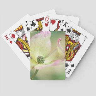 Dogwood Blossom Cornus Kousa 'Miss Satomi' Playing Cards
