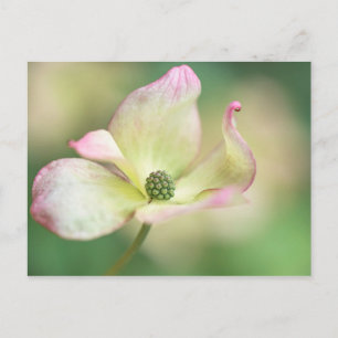 Dogwood Blossom Mr. Cornus Kousa 'Miss Satomi' Postcard