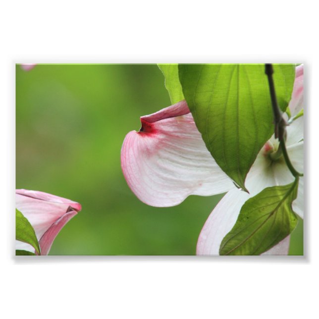 Dogwood blossom photo print (Front)