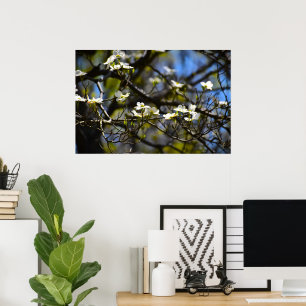 Dogwood Blossom,  Poster