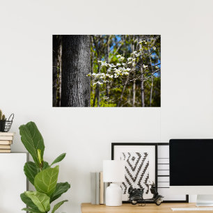 Dogwood Blossom,  Poster