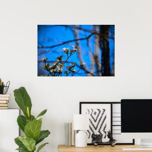 Dogwood Blossom,  Poster