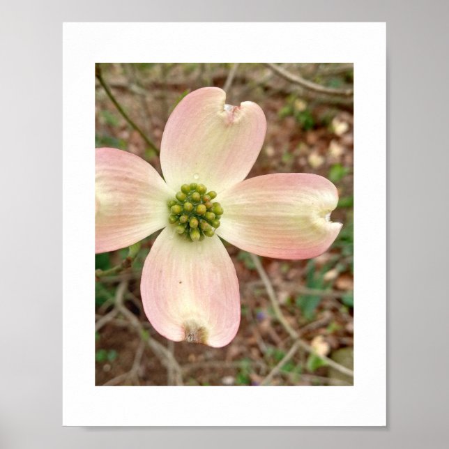 Dogwood Blossom Poster (Front)